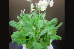 さくら草 さくら草