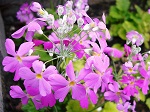 さくら草